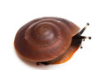 Pleurodonte excellens juvenil